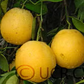 CRC 343 Grapefruit Seed citrus plant material online shopping