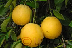 CRC 343 Grapefruit Seed