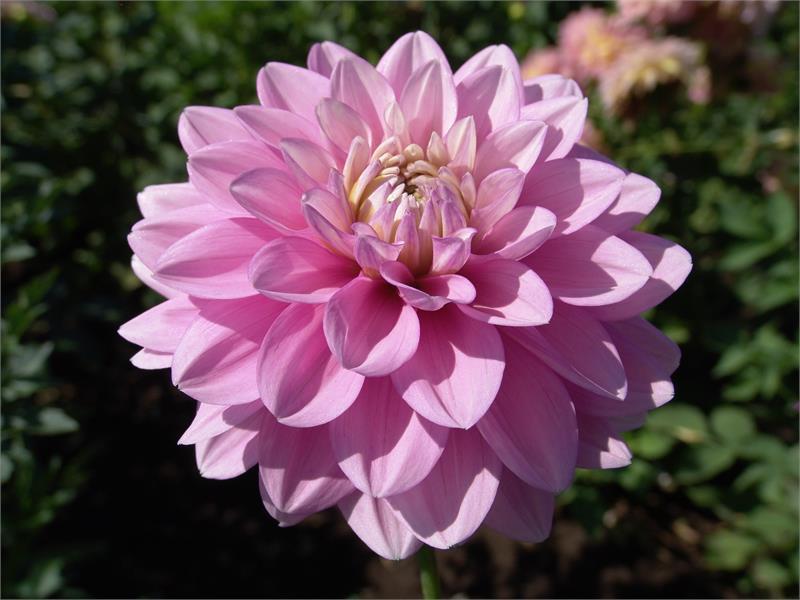 Heather Feather Dahlia