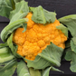 Clementine F1 Cauliflower