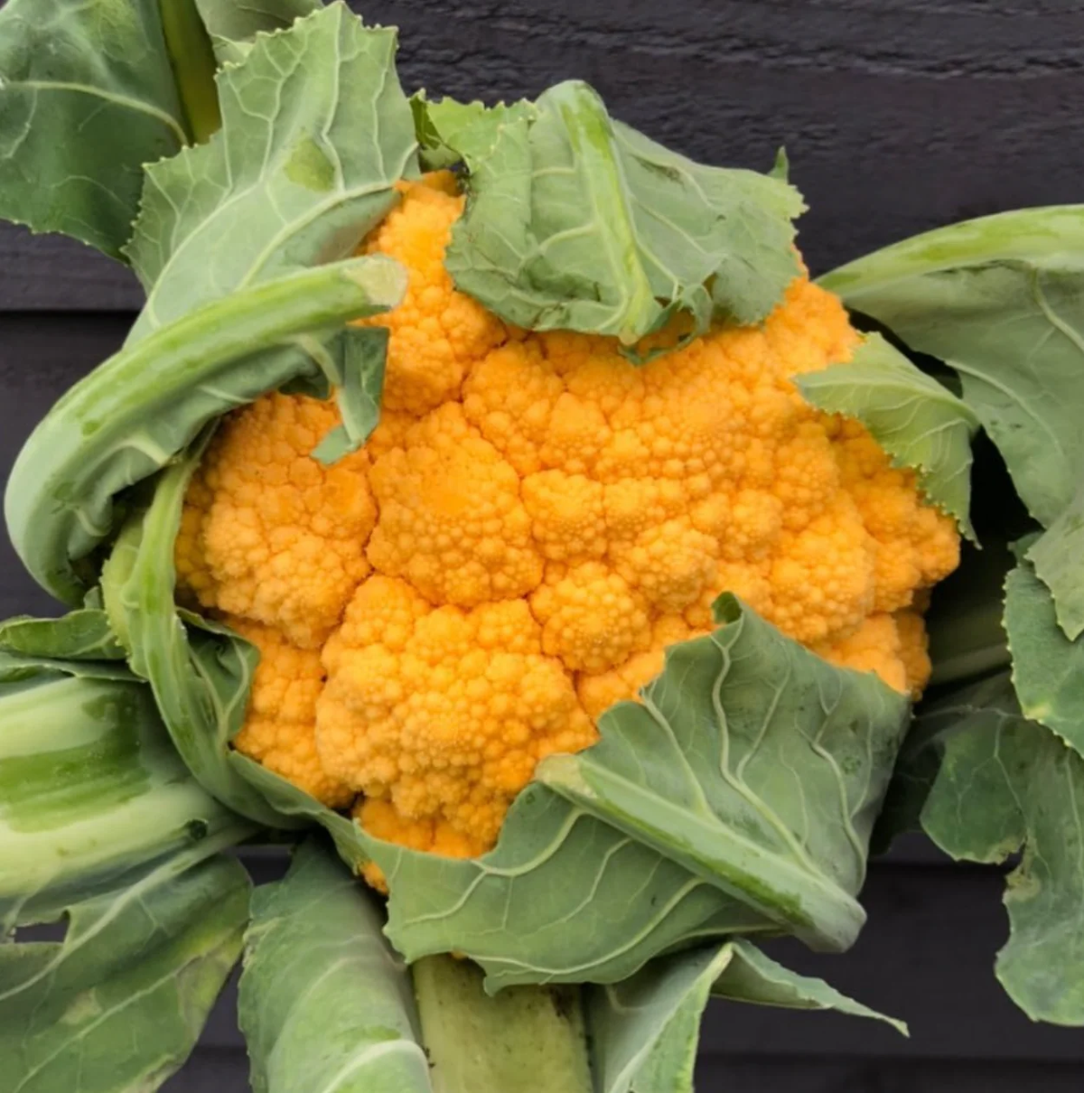 Clementine F1 Cauliflower