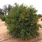 SRA 63 Clementine Budwood citrus plant material online shopping