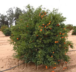 SRA 63 Clementine Budwood citrus plant material online shopping
