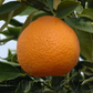 Marisol Clementine Budwood citrus plant material online shopping
