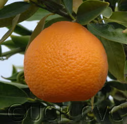 Marisol Clementine Budwood citrus plant material online shopping