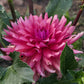 Flip Flop Dahlia