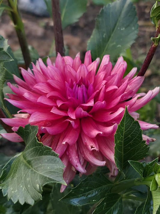 Flip Flop Dahlia