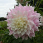 Gitts Perfection Dahlia