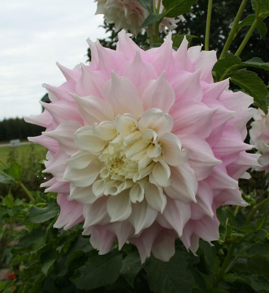 Gitts Perfection Dahlia