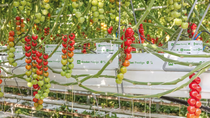 Grodan Prestige Slab Vegetable Growing Rock Wool Hydroponics Substrate