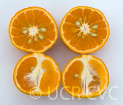Kara Mandarin Budwood citrus plant material online shopping