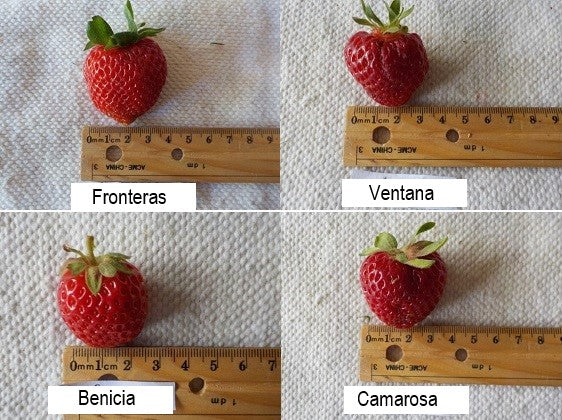 Fronteras Short Day Strawberry