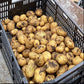 Carola Seed Potato online shopping