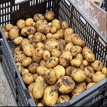 Carola Seed Potato online shopping