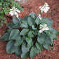 Osprey Hosta Plants online shopping