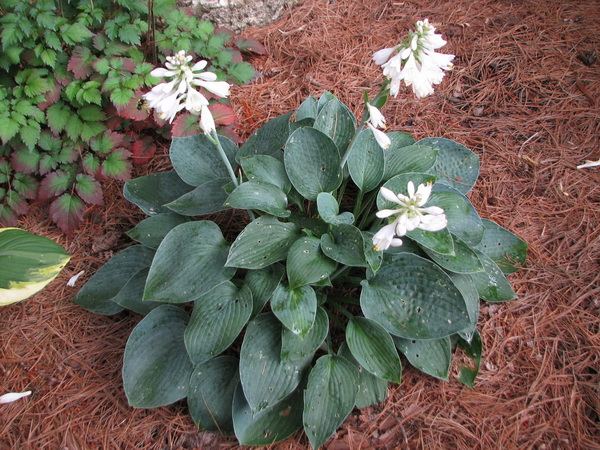 Osprey Hosta Plants online shopping