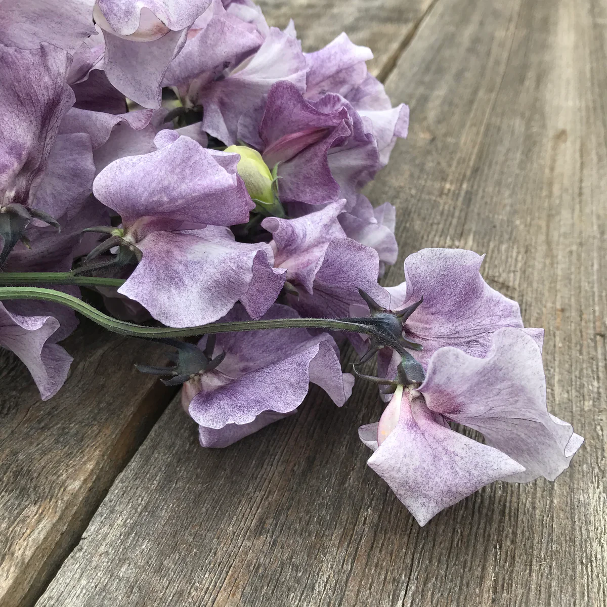 David Tostevin Sweet Pea seeds online shopping
