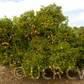 Nova Mandarin Budwood citrus plant material online shopping