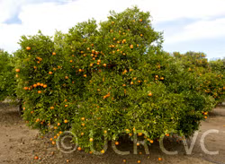 Nova Mandarin Budwood citrus plant material online shopping