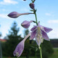 Tot Tot Hosta Plants online shopping