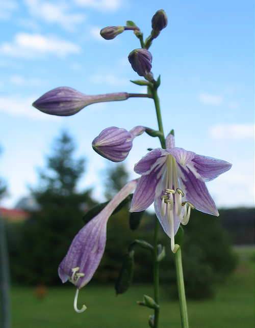 Tot Tot Hosta Plants online shopping