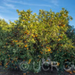 Akcay Sekeri Sweet Orange Budwood citrus plant material online shopping