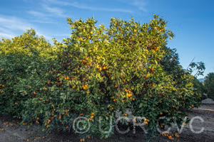 Akcay Sekeri Sweet Orange Budwood citrus plant material online shopping