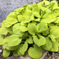 Sun Mouse Hosta Plants online shopping