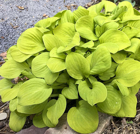 Sun Mouse Hosta Plants online shopping