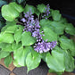 Red Sox Hosta Plants online shopping