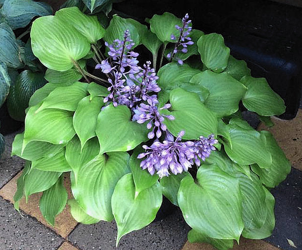 Red Sox Hosta Plants online shopping