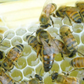 Carniolan Honey Bees