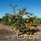 Miyamoto Satsuma Mandarin Budwood citrus plant material online shopping