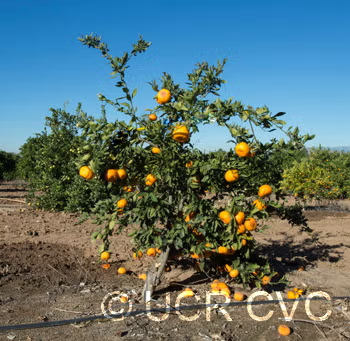 Miyamoto Satsuma Mandarin Budwood citrus plant material online shopping