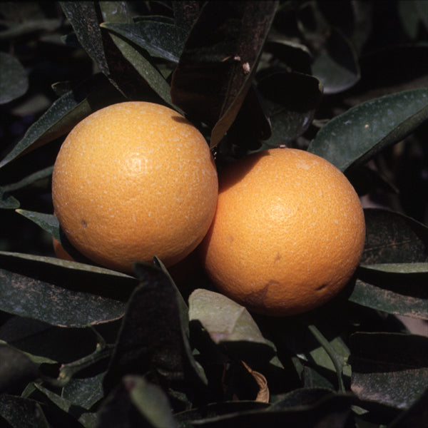 Pineapple Sweet Orange Budwood citrus plant material online shopping