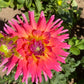 Coral Gypsy Dahlia Plants online shopping