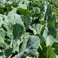 Champion Organic Collard