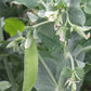 Avalanche Snow Pea