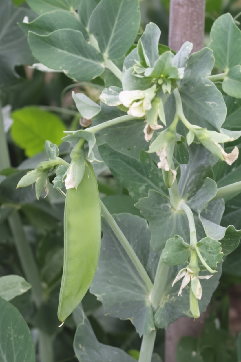 Avalanche Snow Pea