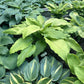 Scituate Sunrise Hosta Plants online shopping