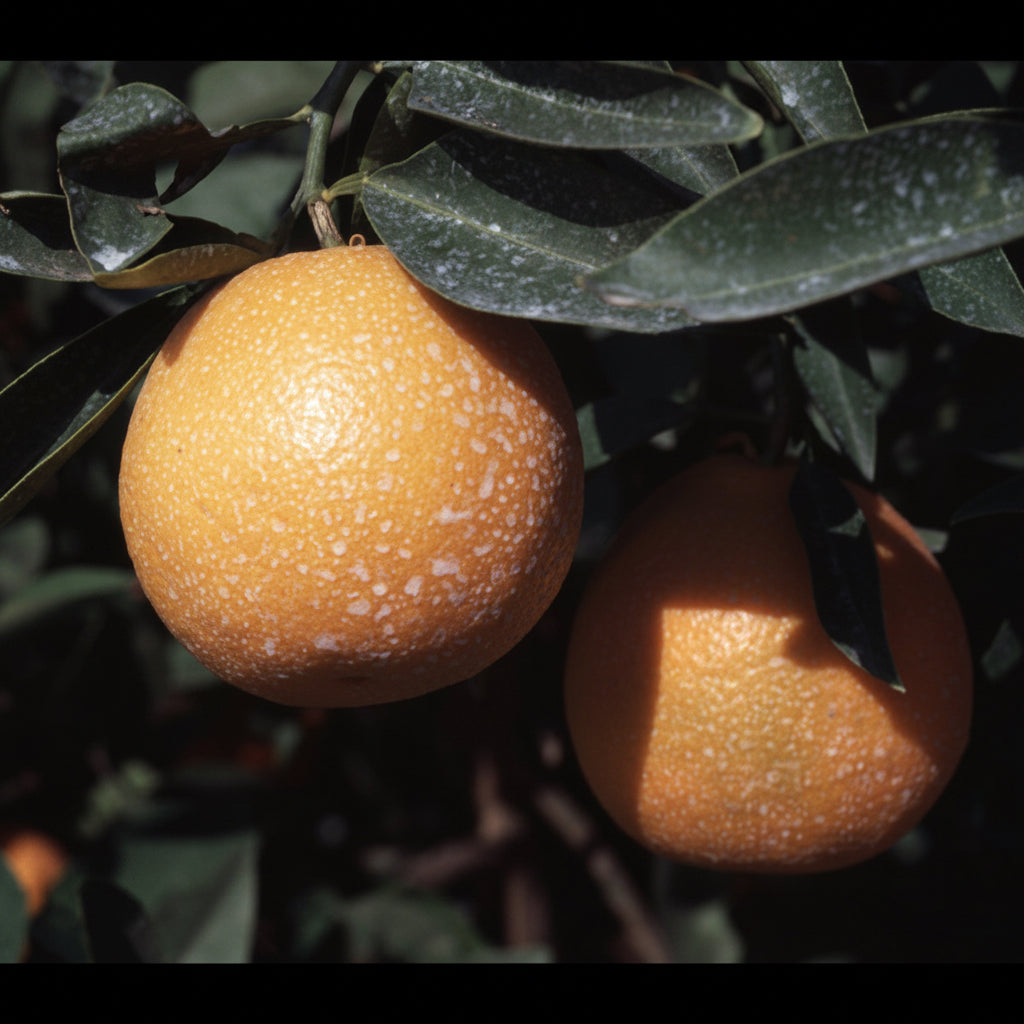 Minneola Tangelo Mandarin Budwood citrus plant material online shopping