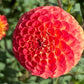 Ginger Willo Dahlia