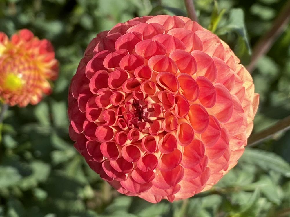 Ginger Willo Dahlia