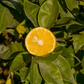 Sudachi Ichandrin Papeda Hybrid Budwood citrus plant material online shopping