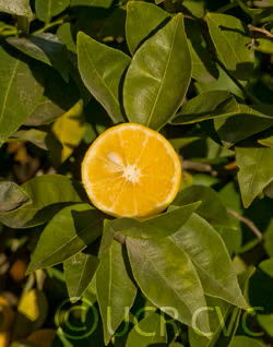 Sudachi Ichandrin Papeda Hybrid Budwood citrus plant material online shopping