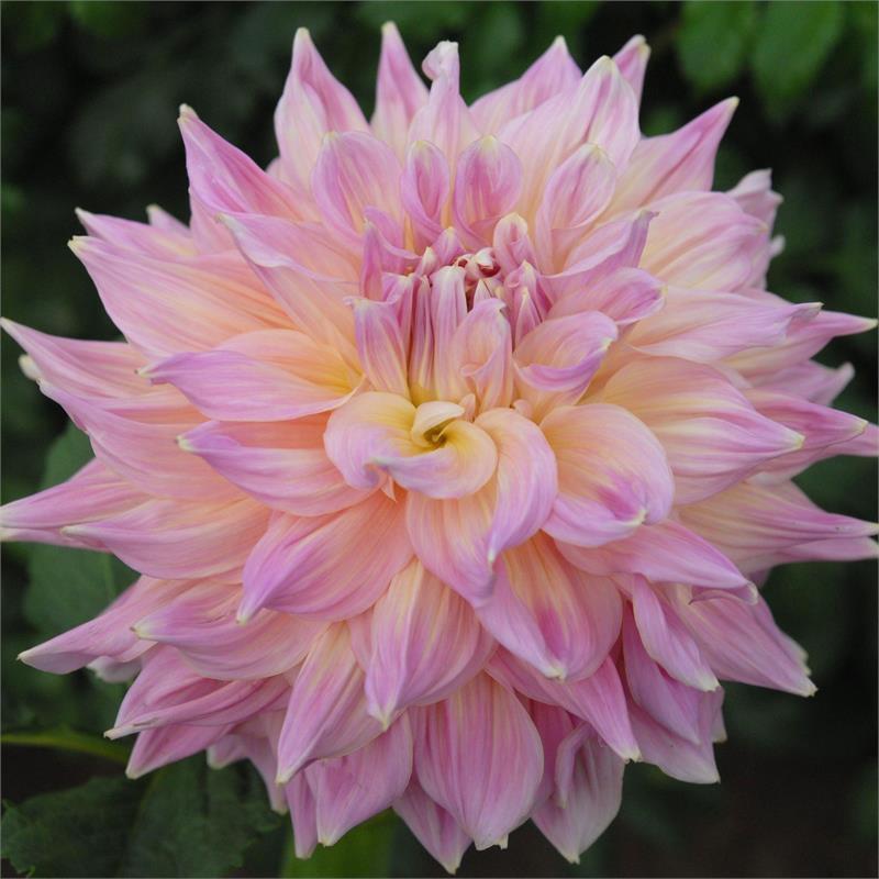 Mingus Phillip Sr. Dahlia