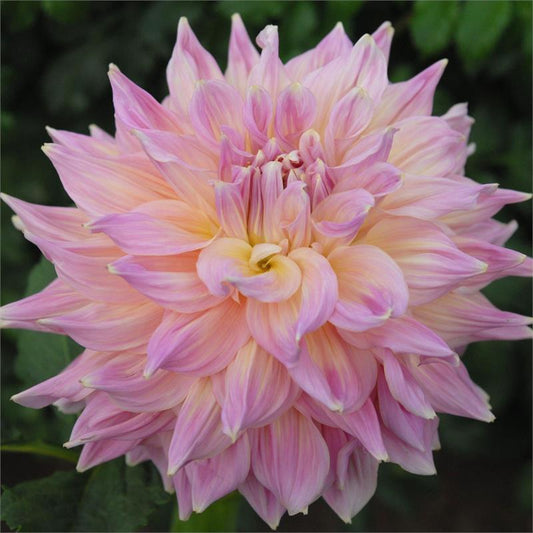 Mingus Phillip Sr. Dahlia
