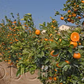 Tango Mandarin Plant citrus plant material online shopping