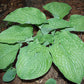 Chanticleer Hosta Plants online shopping