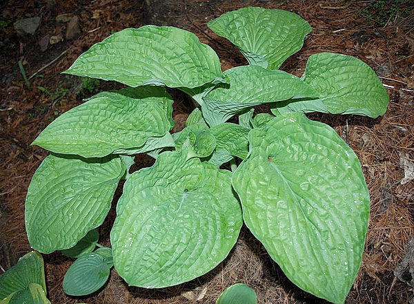 Chanticleer Hosta Plants online shopping